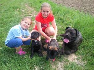 pui cane corso