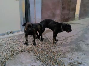 pui cane corso