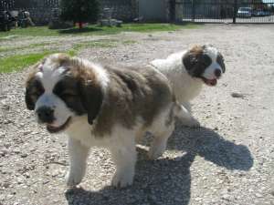 vand 2 pui de Saint bernard