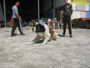 vand 2 pui de Saint bernard