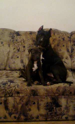 Vand pui AMSTAFF