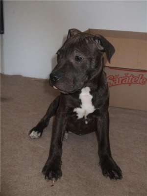 Vand pui AMSTAFF