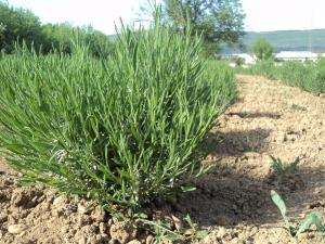 Butasi de lavanda