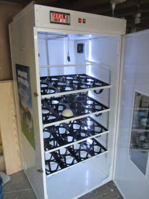 incubator oua strut