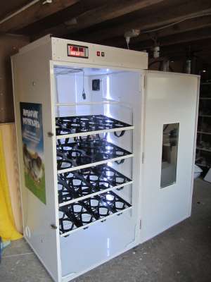 incubator oua strut