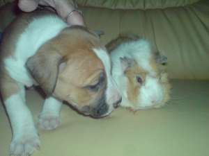 mascul amstaff pt monta