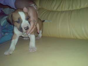 mascul amstaff pt monta