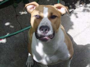 mascul amstaff pt monta