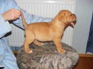 Vand pui DOG DE BORDEAUX