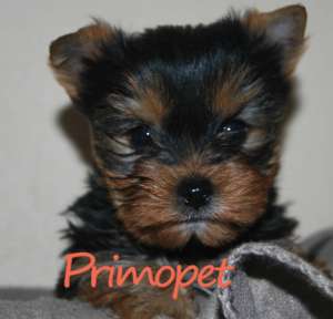 Yorkshire Terrier Toy de Vanzare cu varsta de 8 saptamani.