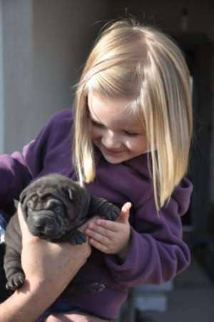 VAND PUI SHAR PEI
