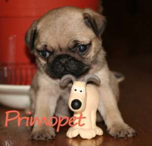 Mops / Pug de Vanzare