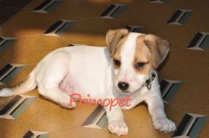 Jack Russell Terrier de Vanzare cu varsta de 2 luni