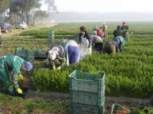 ITALIA-agricultura,   GERMANIA-constructii