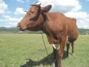 Vand vaca