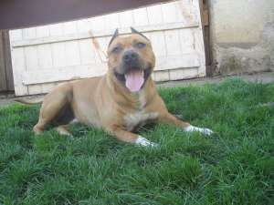Vand amstaff pui