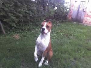 Vand amstaff pui