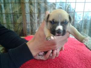 Vand amstaff pui