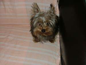 york-shaier terrier