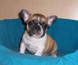 Vand catei Bulldog Francez