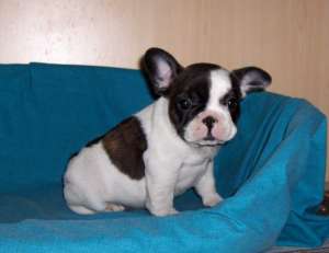 Vand catei Bulldog Francez