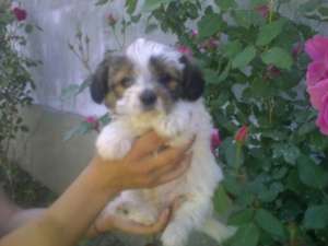 vand  bichon