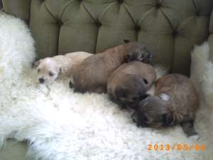 Vand puide bichon havanez,  talie mica,  rasa pura