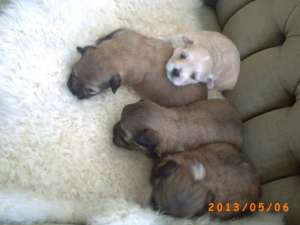 Vand puide bichon havanez,  talie mica,  rasa pura
