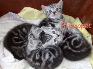 British Sorthair Silver Tabby de Vanzare,  baietei si fetite