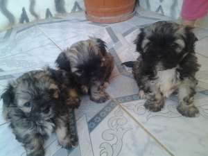Bichoni pitici