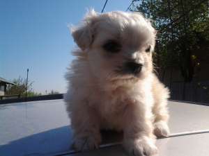 Bichoni pitici