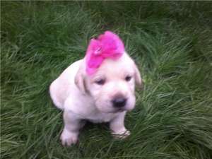 Puiuti de labrador