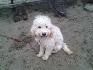 CANICHE ALB