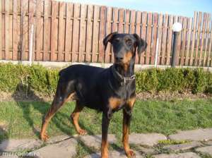 prenotari pui doberman