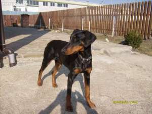 prenotari pui doberman