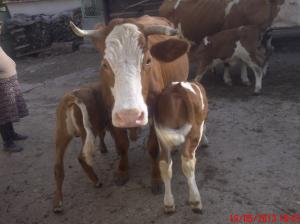 vaca cu 2 taurasi