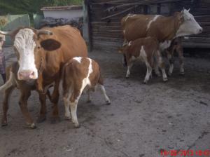 vaca cu 2 taurasi