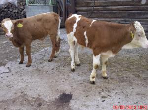 vaca cu 2 taurasi
