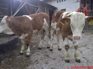 vaca cu 2 taurasi