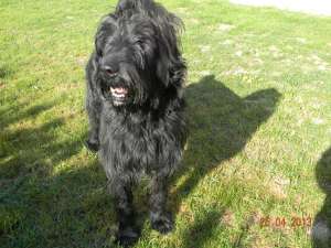 monta schnauzer urias