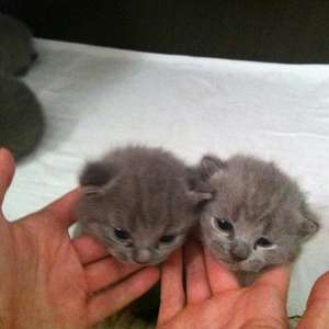 Pisoi Scottish Fold Blue