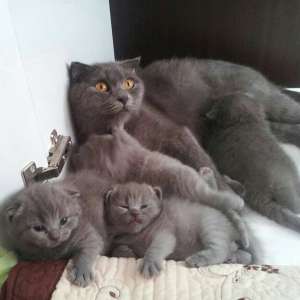 Pisoi Scottish Fold Blue