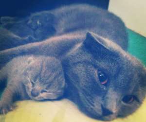 Pisoi Scottish Fold Blue