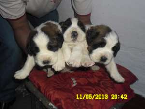 VAND CATEI SAINT BERNARD RASA PURA