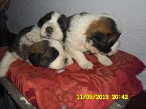 VAND CATEI SAINT BERNARD RASA PURA