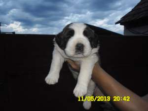 VAND CATEI SAINT BERNARD RASA PURA