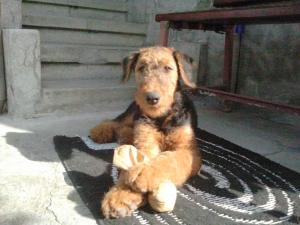 Crescator vind pui de AIREDALE TERRIER cu pedigree tip A.