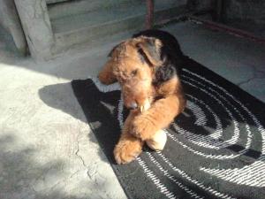 Crescator vind pui de AIREDALE TERRIER cu pedigree tip A.