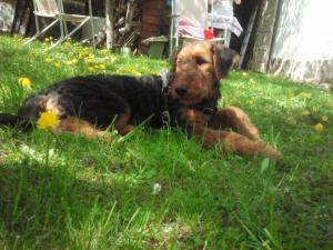 Crescator vind pui de AIREDALE TERRIER cu pedigree tip A.