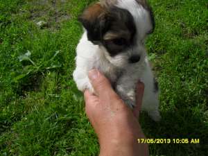vand puiut bichon